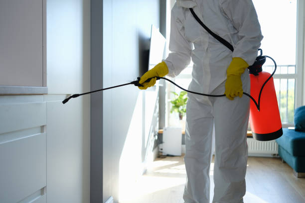 Best Local Mold Removal Service  in Philipsburg, MT