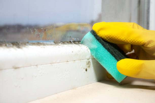 Best Toxic Mold Removal  in Philipsburg, MT
