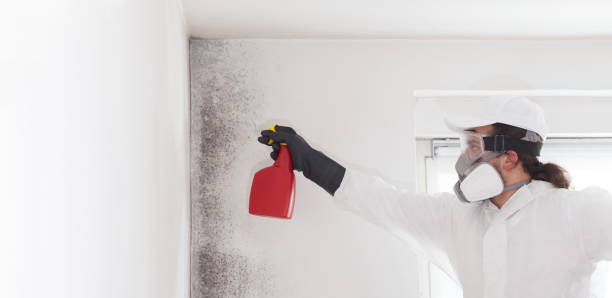 Best Commercial Mold Removal  in Philipsburg, MT