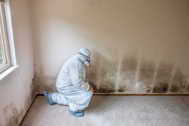 Best Residential Mold Removal  in Philipsburg, MT