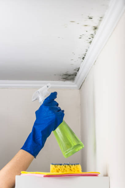 Attic Mold Removal in Philipsburg, MT