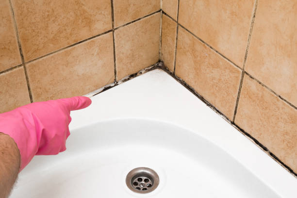 Certified Mold Removal in Philipsburg, MT